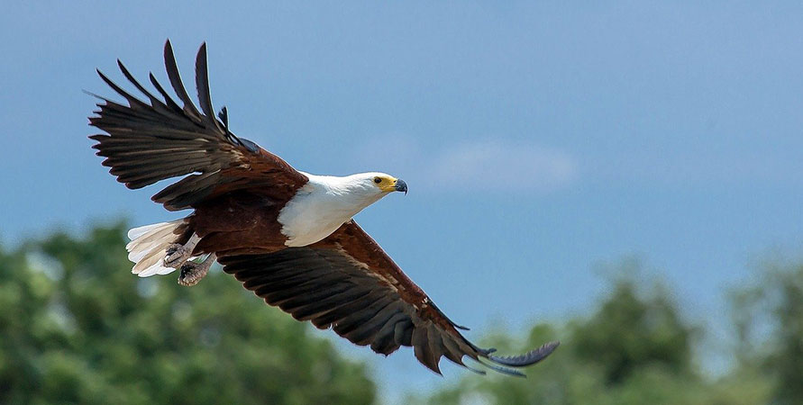 Birding in Rwanda