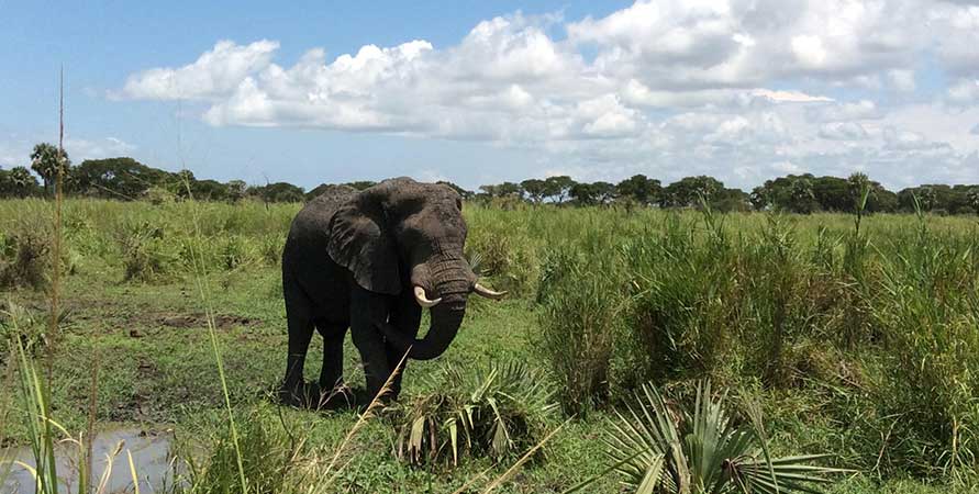 Elephants In Katonga Wildlife Reserve