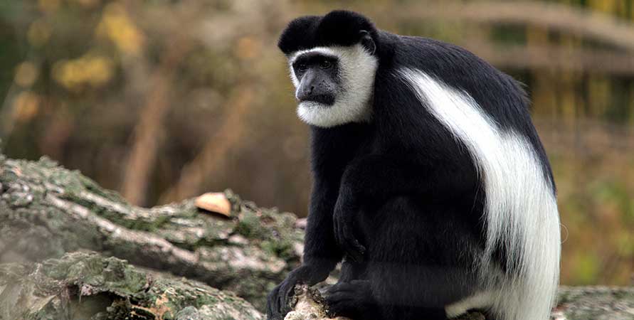 Colobus Monkey  In Katonga Wildlife Reserve